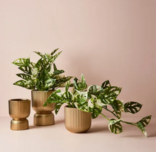 Load image into Gallery viewer, Palina Pedestal Pot