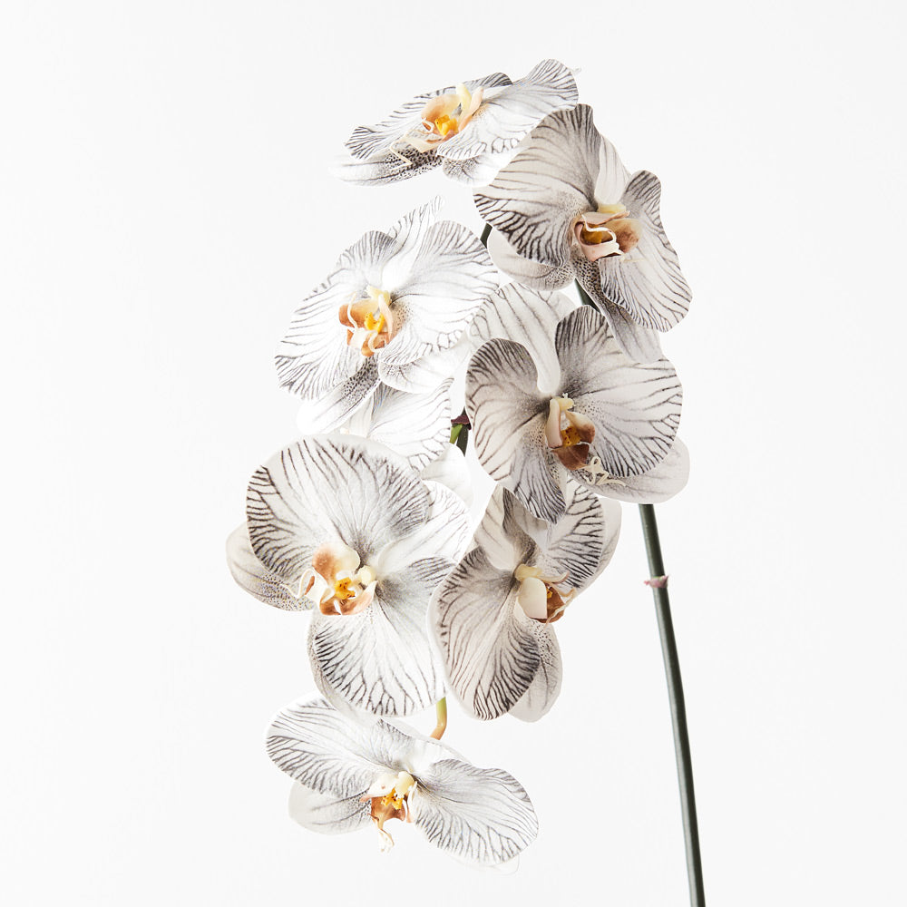 Orchid Phalaenopsis Infused