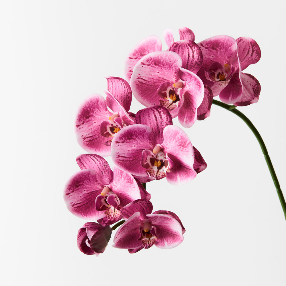 Orchid Phalaenopsis Spray